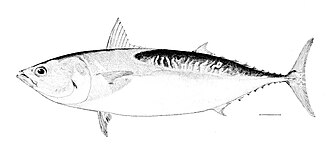 Atún