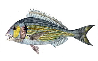 Dorada