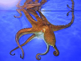 Pulpo